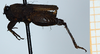 CollectionObject 1584345; 244f7d84-542d-4deb-b468-83458355d808: male, lateral view (paratype of Apotettix eurycephalus). (CollectionObject).