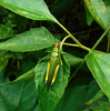 Eupropacris coerulea (Drury, 1773): Female, dorsal view of live specimen, from Zamakoe in the South Cameroon Plateau. 06/2017. (Otu).