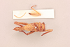 CollectionObject 1518329; 548e3994-ecd9-4443-940c-c55c94b2010c, NHMUK013805619: male, dorsal view (holotype). (CollectionObject).
