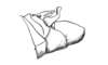 Chlorus borellii (Giglio-Tos, 1894): Fig. 4V. Male, distal abdominal segment (lateral view). (Otu).