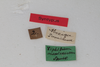 CollectionObject 1505657; 964ad994-b0eb-43ef-87d0-140fe4cb5e62: male, labels (syntype). (CollectionObject).