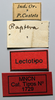 CollectionObject 1540704; c681e3eb-8c85-41f9-9d37-f752bbff5d24: male, labels (lectotype). (CollectionObject).