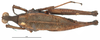 CollectionObject 1581818; 358478bd-b406-4638-9324-2a3ab7645a91: female, dorsal view (holotype). (CollectionObject).
