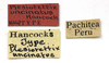 CollectionObject 1523117; 861847a3-055b-4b6a-b6cd-fd117f9f8db2: labels (holotype). (CollectionObject).