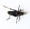 CollectionObject 1584852; d68fd8e6-f619-4aaf-a087-404f8af47500: male, dorsal view. (CollectionObject).