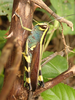 FieldOccurrence 460; bdad19aa-fd7c-459e-a251-975bb5e3a9c0; Tanzania
Sanje Trail Udzungwa Mountains, 2019/01/29: female, lateral view. (FieldOccurrence).