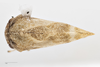 Habitus, dorsal view on Cyrtolobus arcuatus (Emmons, 1855): (Observation).