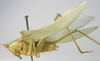 CollectionObject 1516852; 342950ca-c628-4e5a-b575-f3cbccc1dc39: male, lateral view (holotype of Conocephalus viridator). (CollectionObject).