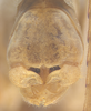 CollectionObject 1578184; 128110a9-e4bf-4185-ad0a-ffc42367703e: male terminalia. (CollectionObject).