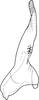 Stylus on Drabescus angulatus Signoret, 1880: Stylus, ventral view. (Observation).
