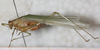 CollectionObject 1532999; ecca8201-7d9b-45dd-aeee-09f71d41b6b2: male, lateral view. (CollectionObject).