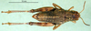 CollectionObject 1502038; 0865e7ce-2f63-4f73-940c-5a2c69ac6677: female, dorsal view (alloptype). (CollectionObject).