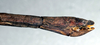 CollectionObject 1561656; c57d1036-1d61-41b6-ac02-e70ccd9b783f: copyright NMW, Vienna. female: end of abdomen, lateral view (syntype). (CollectionObject).;CollectionObject 1561657; af7f8b0c-f2ac-4f70-80bd-bccbec69bda6: copyright NMW, Vienna. female: end of abdomen, lateral view (syntype). (CollectionObject).