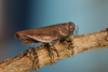 FieldOccurrence 21; c47396d2-5ede-44e2-90f4-bebfec362c6e; Tanzania
eastern slopes Kilimanjaro, 2013/12/??: (FieldOccurrence).