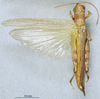 CollectionObject 1580273; d0d43e0c-8af7-4266-af46-73d76eee5562: male, dorsal view (paralectotype). (CollectionObject).