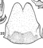 Subgenital plate, ventral view on Anisostylus fulgidus (Ball, 1937): (Observation).