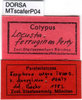 labels (paralectotype of Scaphura ferruginea). Depicts CollectionObject 1521429; 8486f79d-6e60-40aa-92d7-c2f533a7c9da, a CollectionObject.