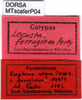 CollectionObject 1521429; 8486f79d-6e60-40aa-92d7-c2f533a7c9da: labels (paralectotype of Scaphura ferruginea). (CollectionObject).