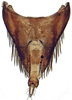 Pygofer, dorsal view: Glossocratus afzelii, pygofer, dorsally (INHS). (Observation).