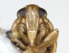 Head: !! display not done !! on Struebingianella lugubrina (Boheman, 1847): (Observation).