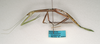 Sipyloidea bella (Tepper, 1905): copyright ANIC, Canberra. female, lateral view of synonym Sipyloidea ovabdita (paratype). (Otu).