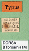 CollectionObject 1500467; a8a48381-b2b1-4c26-9741-867903d3892c, DORSA BTbroarnHTM: labels (holotype). (CollectionObject).