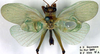 CollectionObject 1504161; 1ff01194-cd69-40ee-aae0-19a7ef2863f0: male (holotype). (CollectionObject).