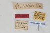 CollectionObject 1505578; 69c03974-eb45-4734-a573-8b8bffe47d8b: Female, labels (holotype). (CollectionObject).