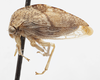 Habitus, lateral view on Cyrtolobus griseus Van Duzee, 1908: (Observation).