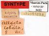 CollectionObject 1587549; MNHN(SF IMPORT DUPLICATE) MNHN-EP-EP3432, 9a38a5f2-090a-4ed3-939d-9df1b7d25d4d: CC BY-NC-ND 4.0/MNHN - Depraetere Marion - 2014. Syntype, female, of lobata Saussure, 1891. Specimen number: MNHN-EP-EP3432. http://coldb.mnhn.fr/catalognumber/mnhn/ep/ep3432. (CollectionObject).