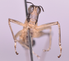 CollectionObject 1544483; d7d2b98e-f4cb-4459-afd6-cd880243c478: male, frons (Paramastax hirsutum holotype). (CollectionObject).