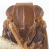 Head: !! display not done !! on Colpoptera marginalis Burmeister, 1835: (Observation).