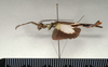 CollectionObject 1558268; f3dad98e-bffc-419f-b891-eed915efa757: copyright MIZ, Warsaw. male, lateral view (syntype). (CollectionObject).;CollectionObject 1558269; b4cef16c-4cb8-45c5-b455-7adc37dbc9d4: copyright MIZ, Warsaw. male, lateral view (syntype). (CollectionObject).
