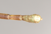 CollectionObject 1560629; 4f1e263e-c78a-4e70-8a15-e4ebcc5b90c0: copyright Natural History Museum, London. male: end of abdomen, dorsal view (paralectotype). (CollectionObject).;CollectionObject 1560630; 81cde4ba-3fde-4f61-9420-4172a1b4f9c5: copyright Natural History Museum, London. male: end of abdomen, dorsal view (paralectotype). (CollectionObject).