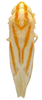 Habitus, dorsal view on Erythridula cornipes (Beamer, 1930): Habitus (INHS collection). (Observation).