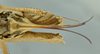 CollectionObject 1531880; 4f4c2297-5f8c-45d6-97b7-8d1b4a02e1c5: female terminalia, ventral view (holotype). (CollectionObject).