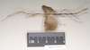 CollectionObject 1559814; 2a298c8a-596c-4db2-aba1-84063b998a7b: copyright Natural History Museum, London. male of Necroscia sarpedon (syntype). (CollectionObject).;CollectionObject 1559815; 3368a023-0585-4ab9-967a-1f3367d9a27c: copyright Natural History Museum, London. male of Necroscia sarpedon (syntype). (CollectionObject).