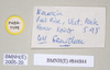 CollectionObject 1562019; NHMUK(SF IMPORT DUPLICATE) 844844, 48b06cf1-4d91-494c-a64e-c91800130356: copyright Natural History Museum, London. female, data labels of synonym Sipyloidea peelensis (paratype). (CollectionObject).