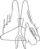 Subgenital plate: Subgenital plate. (Observation).