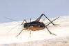 Pizacris zefai (Mews & Sperber, 2010): adult female. (Otu).