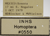 Other on Athysanella (Gladionura) nacazarana (Osborn, 1930): Labels - Female. (Observation).