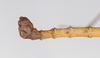 CollectionObject 1560248; 1a19e2b6-3447-48d5-a705-a531a0e15fc5: copyright ZMB, Berlin. male: end of abdomen, lateral view (holotype). (CollectionObject).