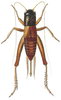 Anurogryllus (Urogryllus) toltecus (Saussure, 1874): Pl. VII, Fig. 7. female (body length 17 mm). (Otu).