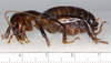 CollectionObject 1591135; 292825ab-425e-49aa-987d-8d19b7e0ced4: female, lateral view (holotype). (CollectionObject).