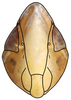 Head: Scaphytopius acutus, face (INHS). (Observation).
