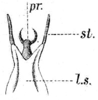 Aethiomerus madagassus Redtenbacher, 1891: Pl. III, Fig. 53 c. male abdomen tip, ventral view (l.s. = lamina subgenitalis, st. = styli, pr. = processus laminae subgenitalis). (Otu).