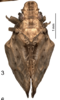 Habitus, dorsal view on Dixamflata petri Stroiński, Malenovský & Świerczewski, 2016: (Observation).