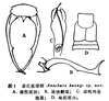 Anechura huangi Zhang & Yang, 1994: (Otu).