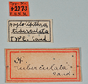 CollectionObject 1561881; 62168397-81e1-4c1e-bfb0-cdb19c7d1b70: copyright USNM, Washington. (CollectionObject).