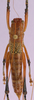 CollectionObject 1479284; c793f585-221b-4940-8b5d-865d444cf2cf, cbt017s02: female, dorsal view (paratype). (CollectionObject).